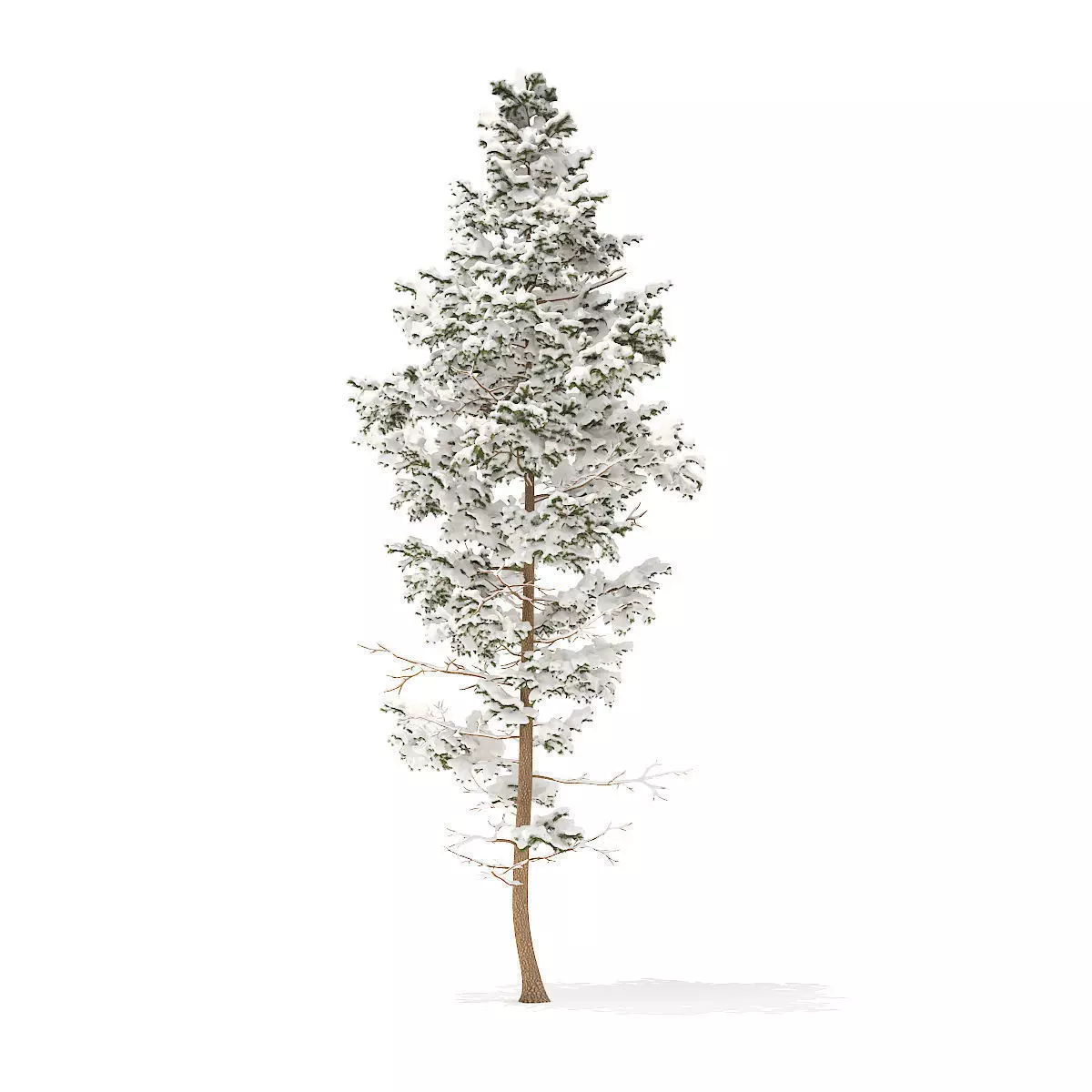 Pine Tree with Snow 14m 3D model_0