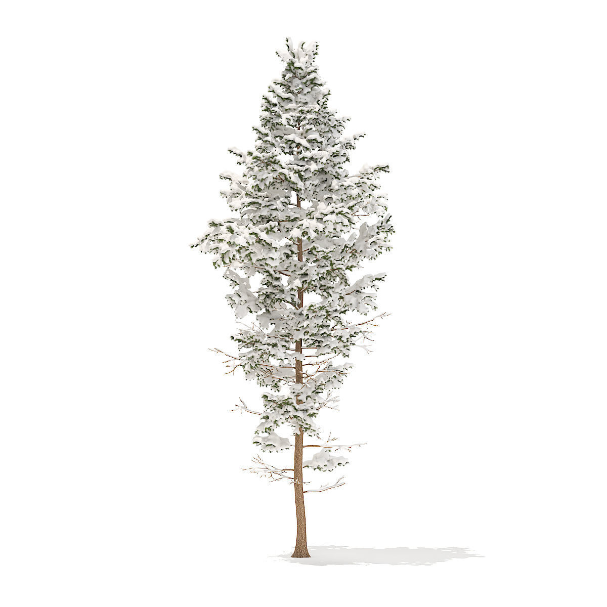 Pine Tree with Snow 14m 3D model_3