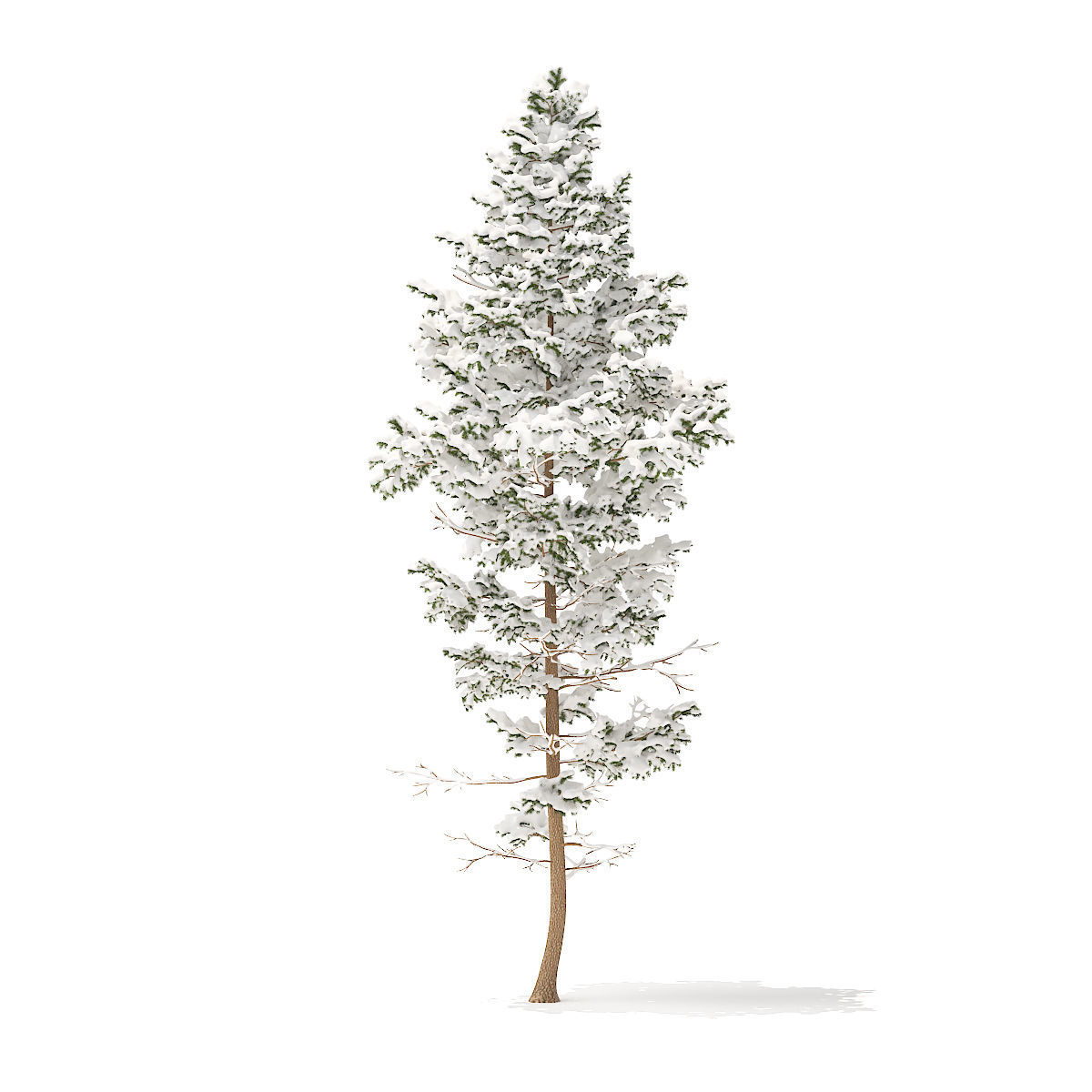 Pine Tree with Snow 14m 3D model_2