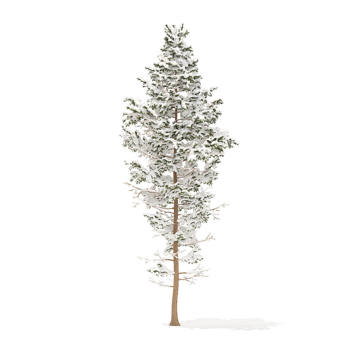 Pine Tree with Snow 14m 3D model_1
