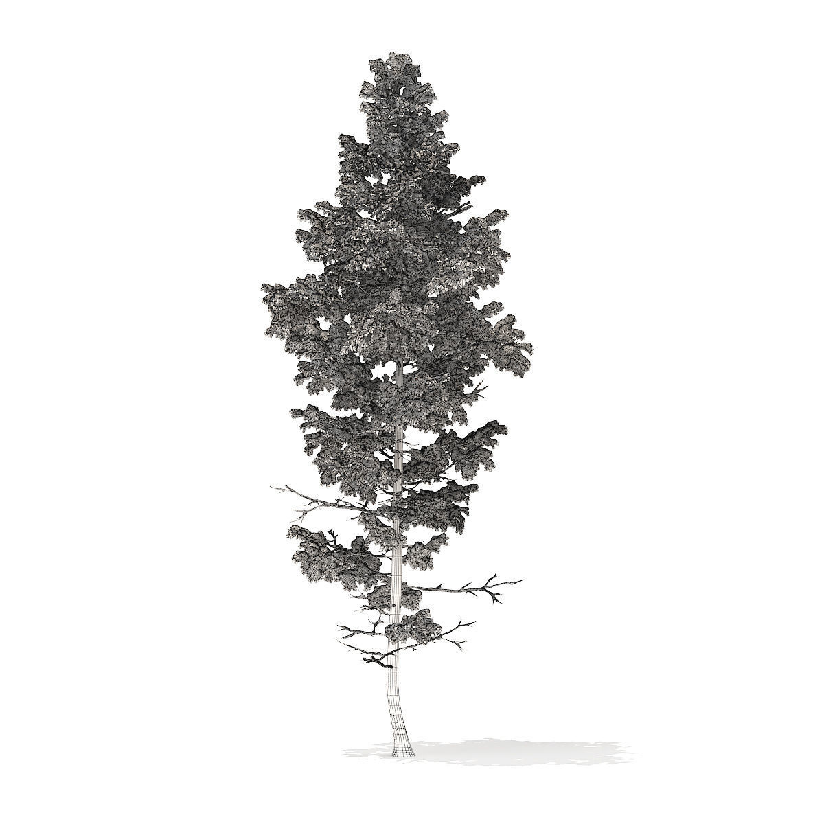 Pine Tree with Snow 14m 3D model_4