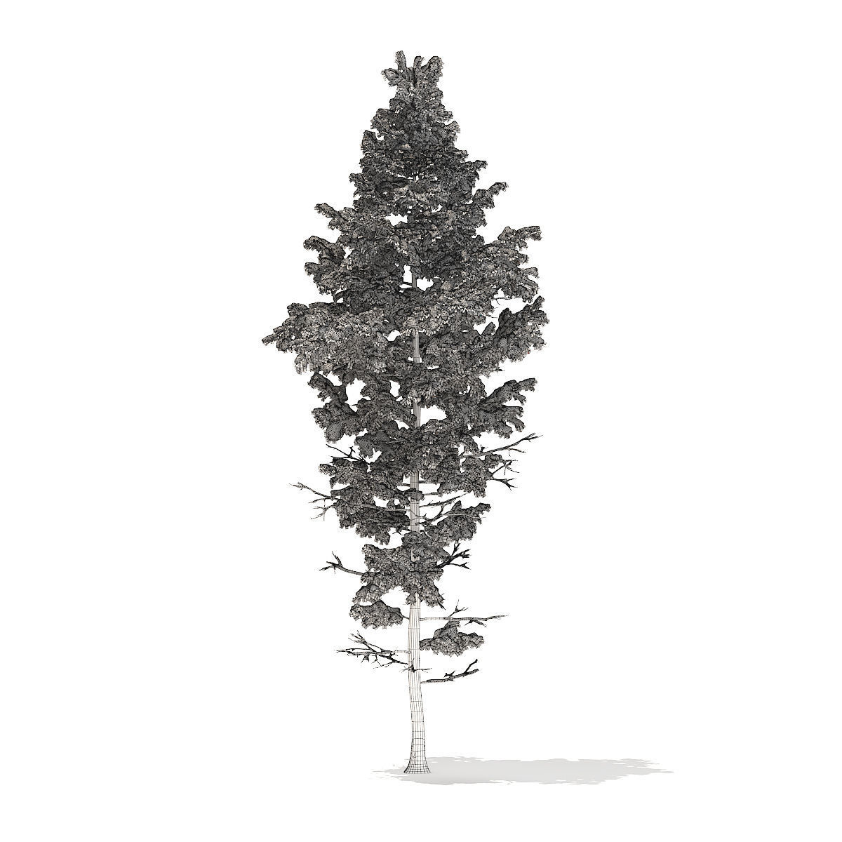 Pine Tree with Snow 14m 3D model_7