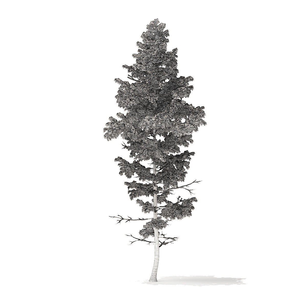 Pine Tree with Snow 14m 3D model_6