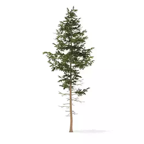 Pine Tree 10point2m