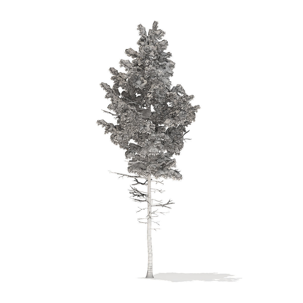 Pine Tree with Snow 7point7m 3D model_7