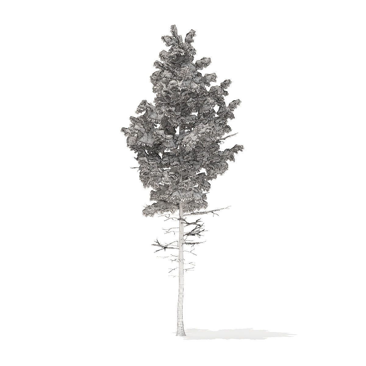 Pine Tree with Snow 7point7m 3D model_5