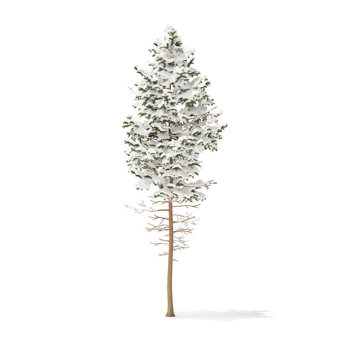 Pine Tree with Snow 7point7m 3D model_2
