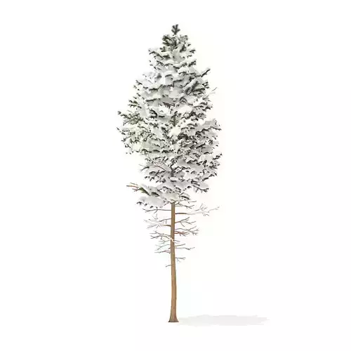 Pine Tree with Snow 7point7m