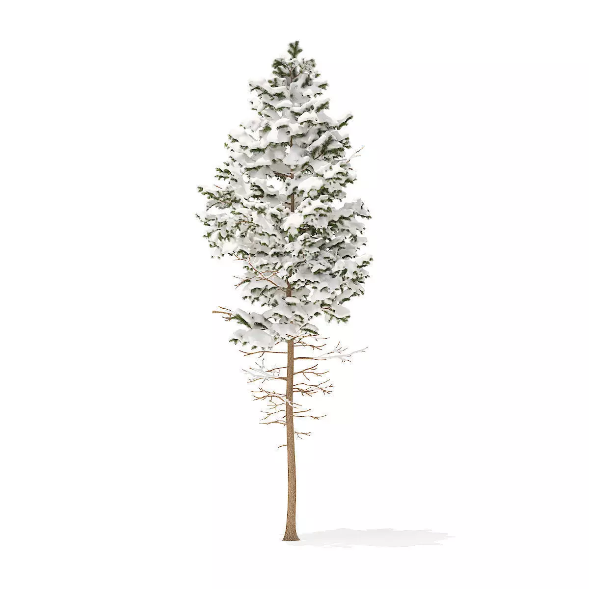 Pine Tree with Snow 7point7m 3D model_0