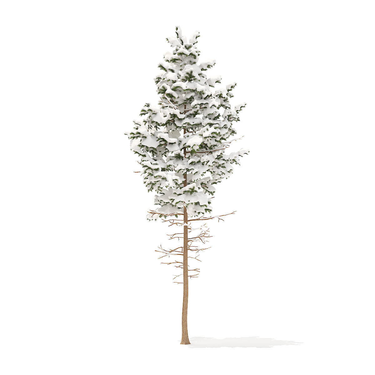 Pine Tree with Snow 7point7m 3D model_1