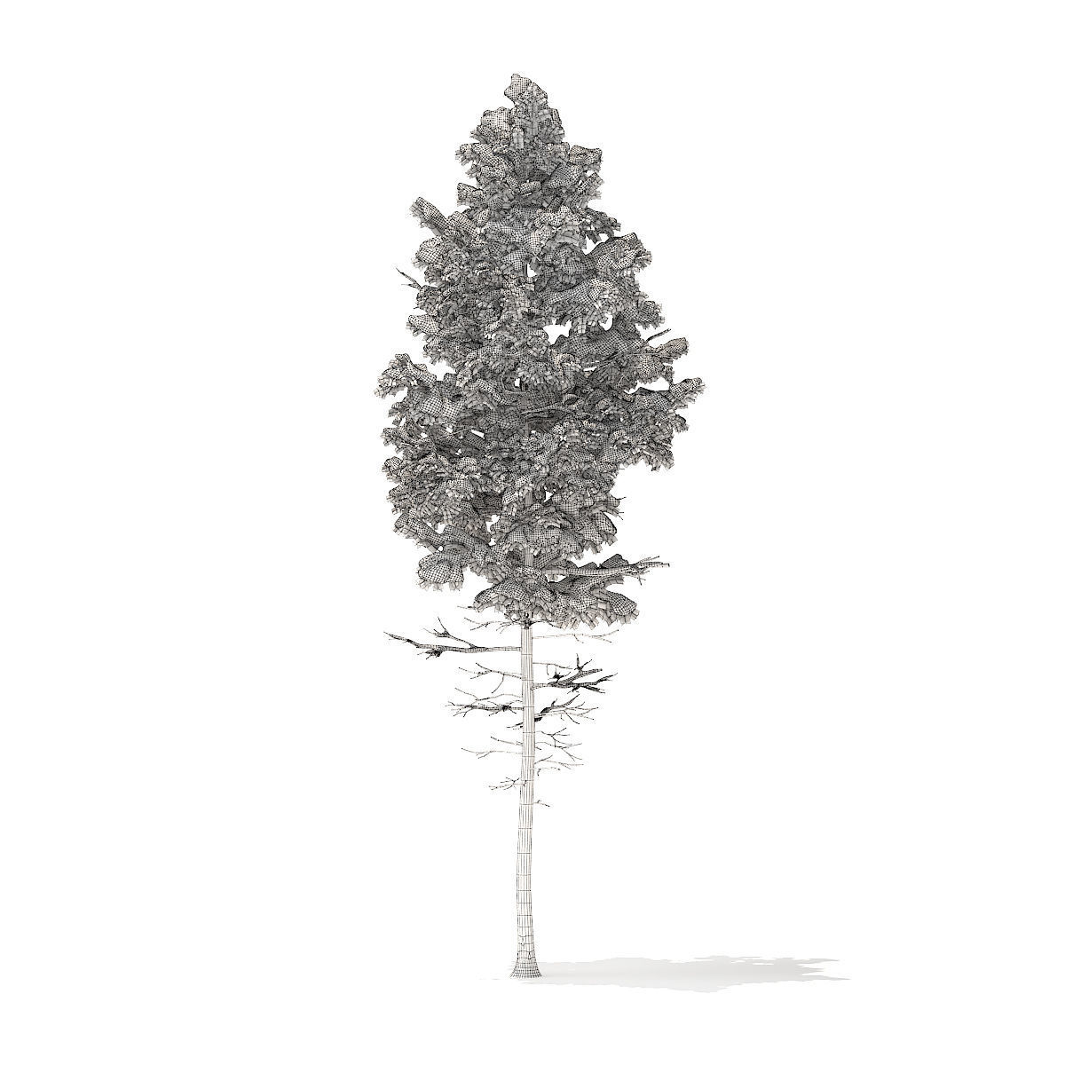 Pine Tree with Snow 7point7m 3D model_6