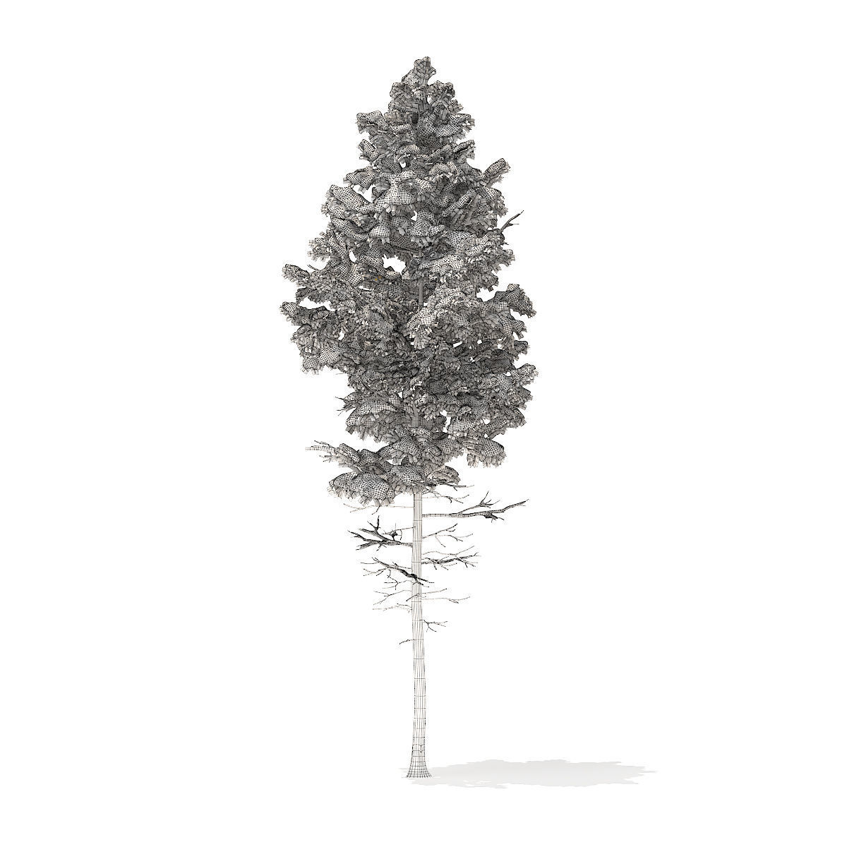Pine Tree with Snow 7point7m 3D model_4