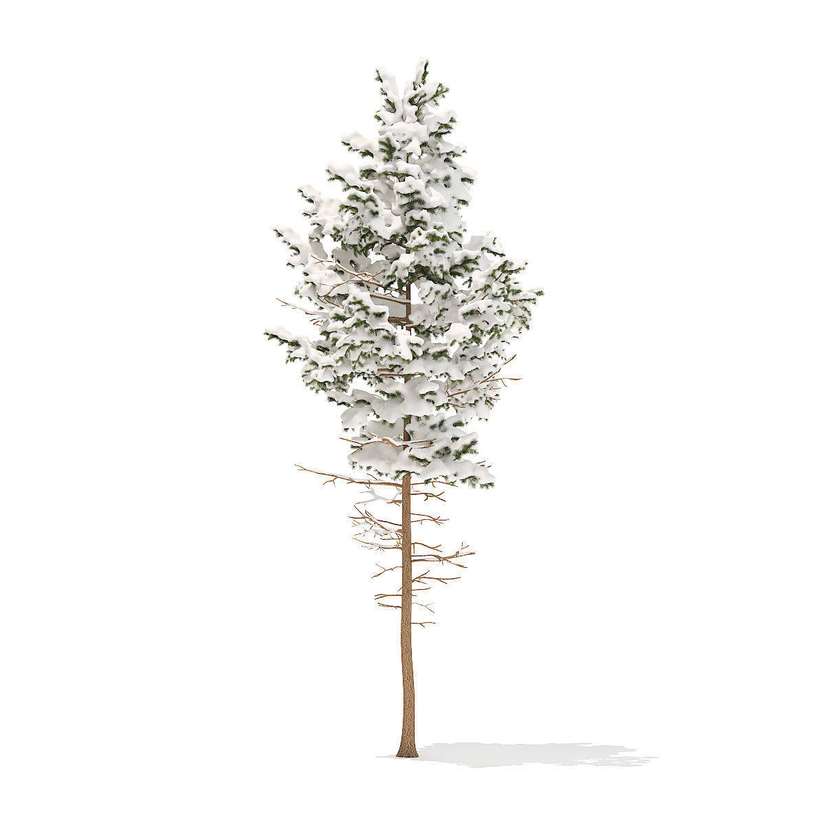Pine Tree with Snow 7point7m 3D model_3