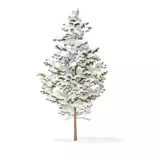 Pine Tree with Snow 5point5m