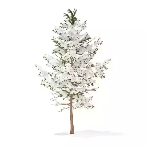 Pine Tree with Snow 5point1m