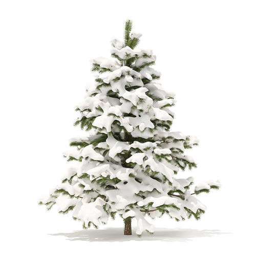  Pine Tree with Snow 2point3m 3D model