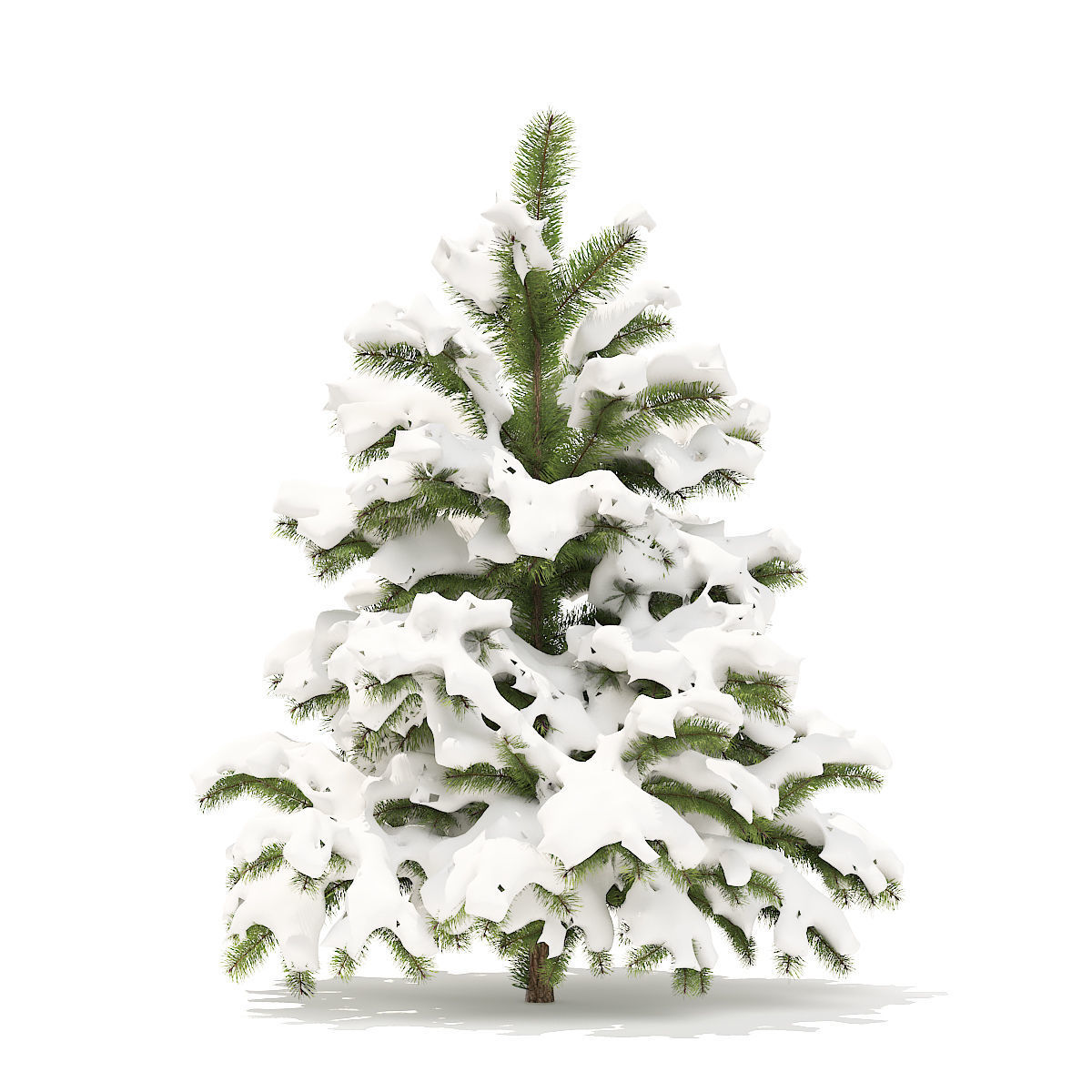Pine Tree with Snow 1point4m 3D model_1