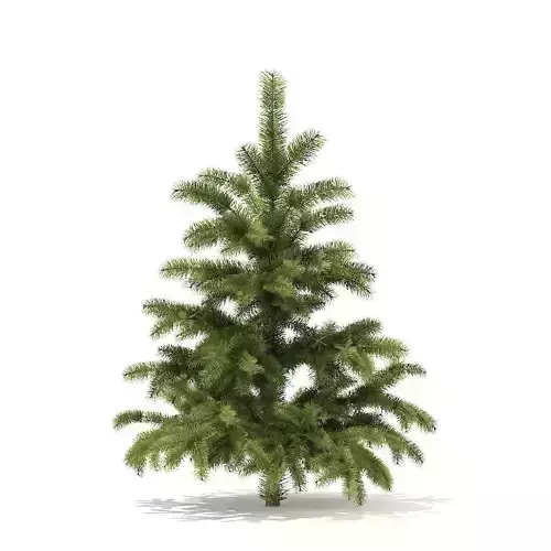 Pine Tree 1point4m