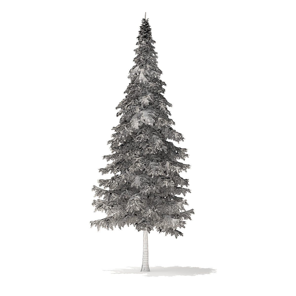 Fir Tree with Snow 10m 3D model_6