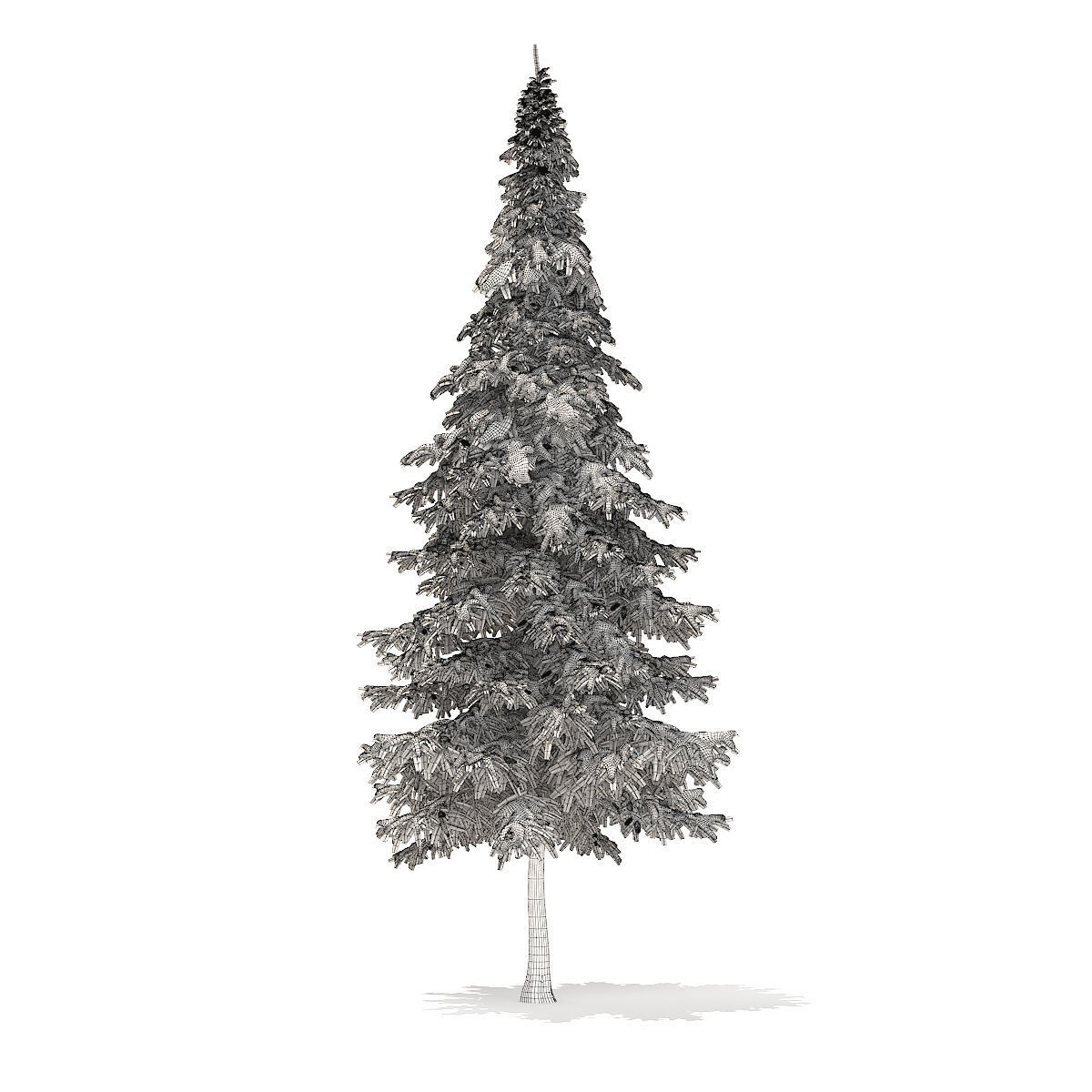 Fir Tree with Snow 10m 3D model_5