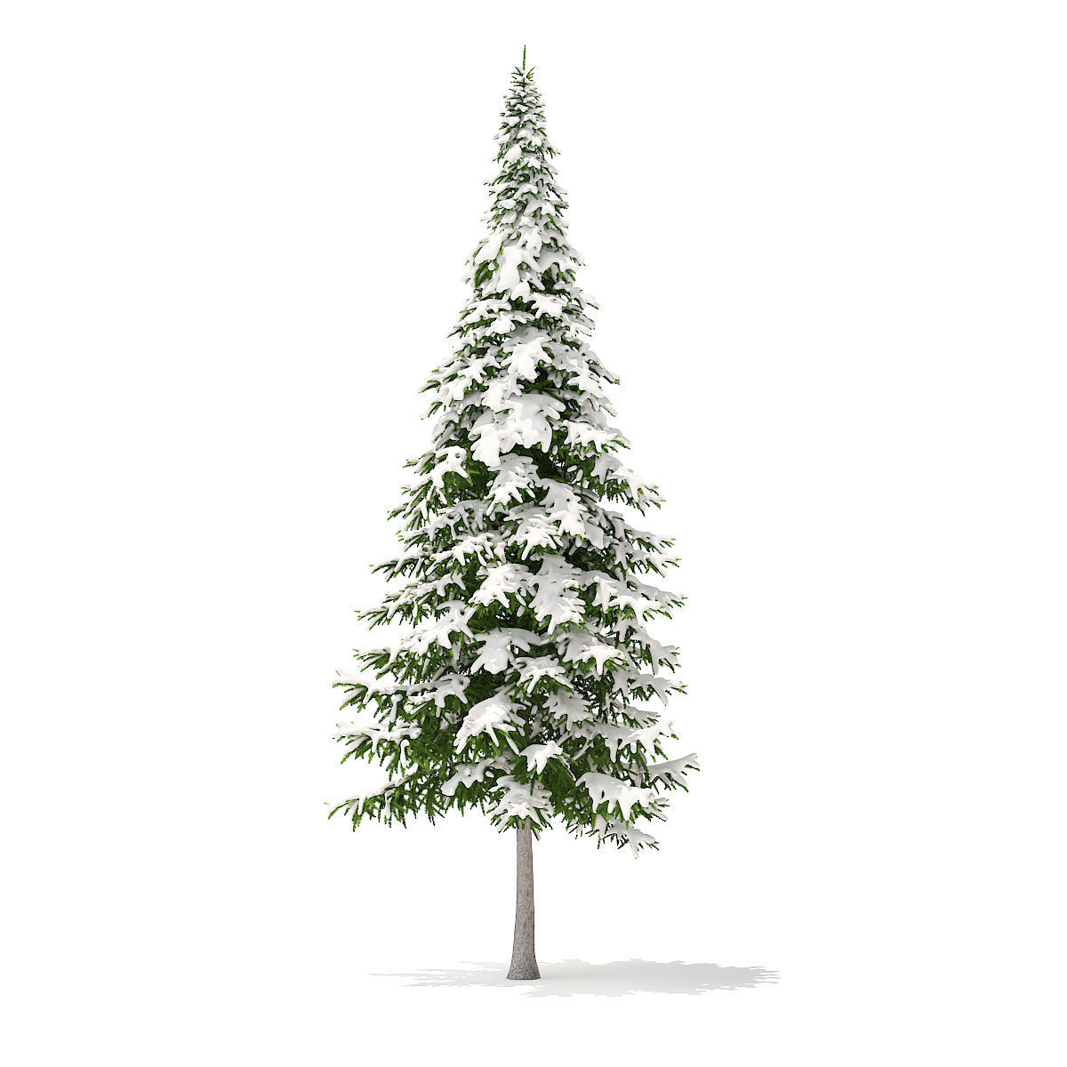 Fir Tree with Snow 10m 3D model_2