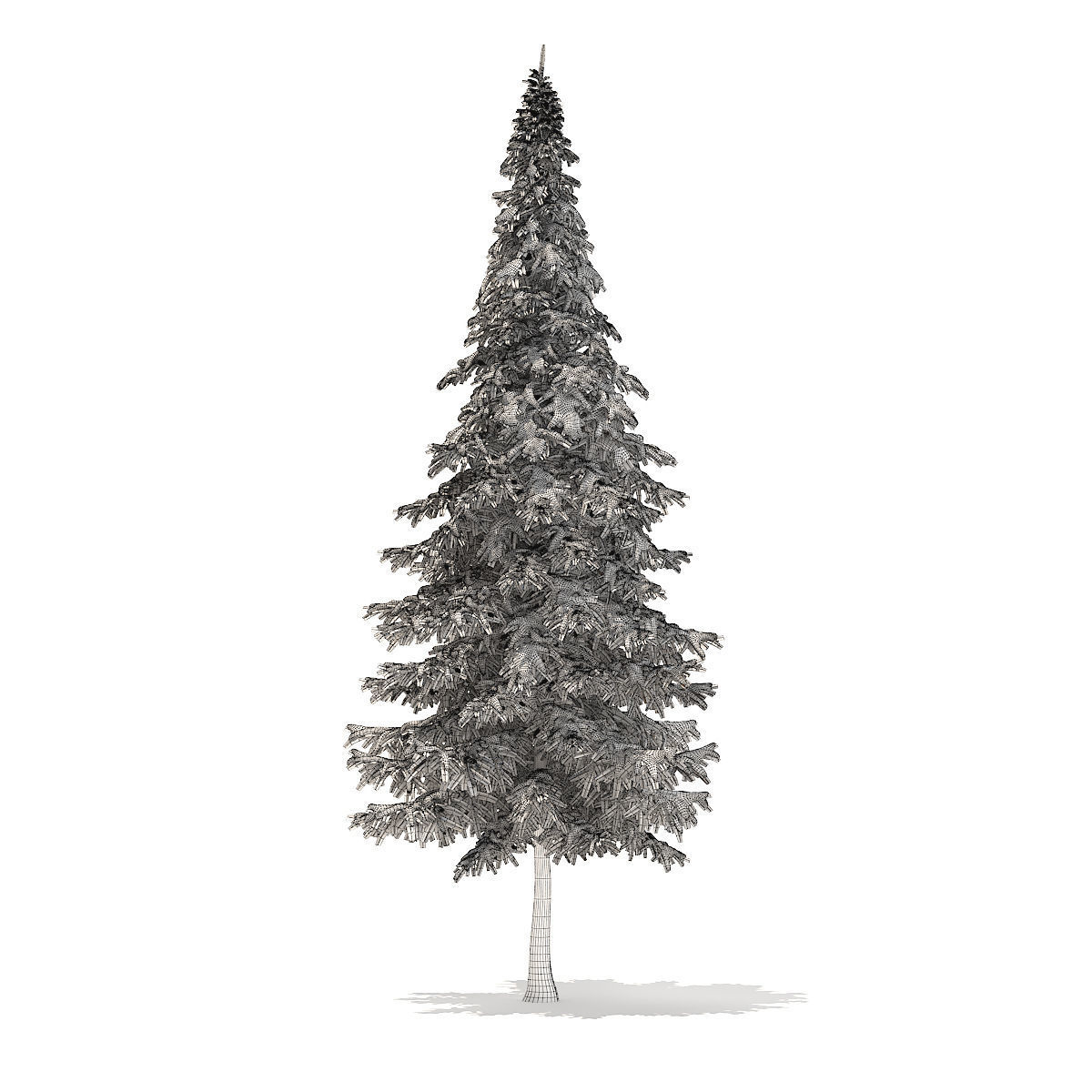 Fir Tree with Snow 10m 3D model_7