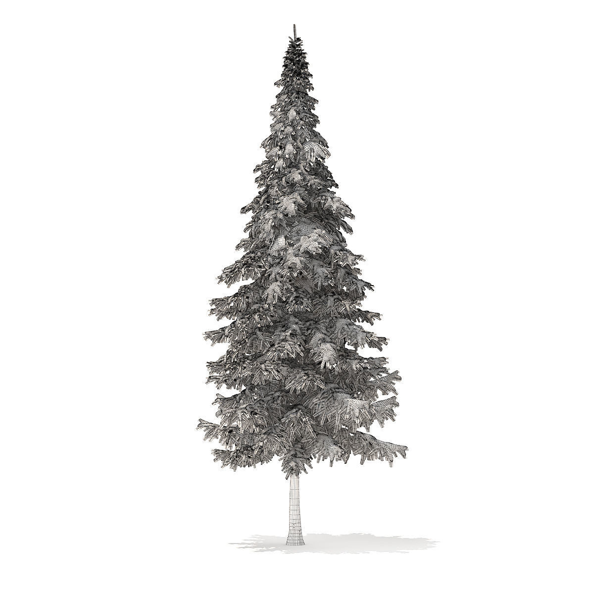 Fir Tree with Snow 10m 3D model_4