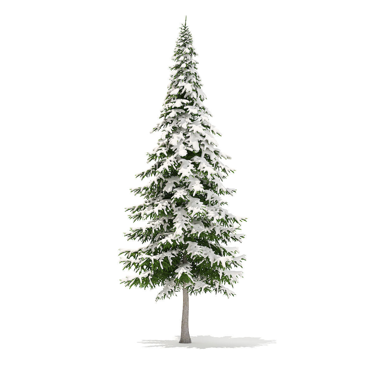 Fir Tree with Snow 10m 3D model_3
