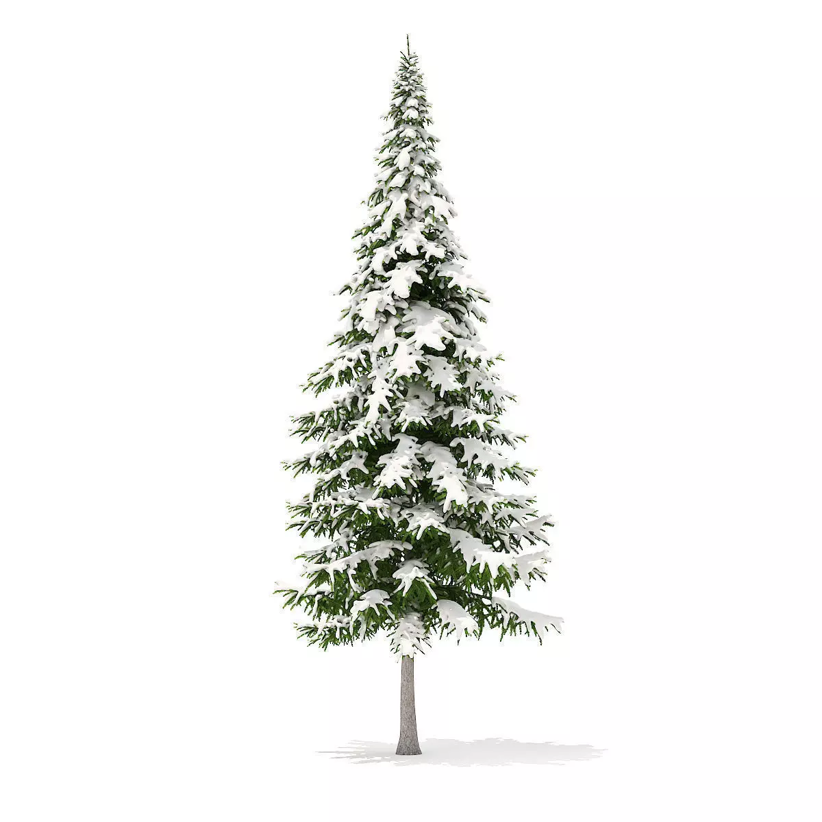 Fir Tree with Snow 10m 3D model_0