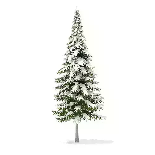 Fir Tree with Snow 10m 3D model