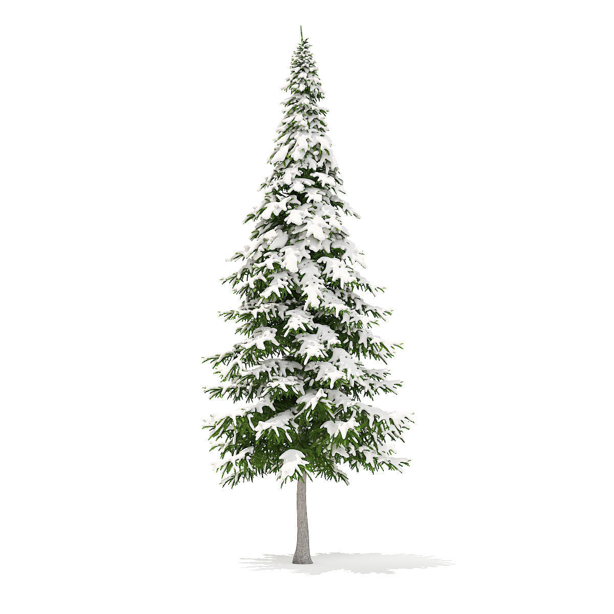 Fir Tree with Snow 10m 3D model_1