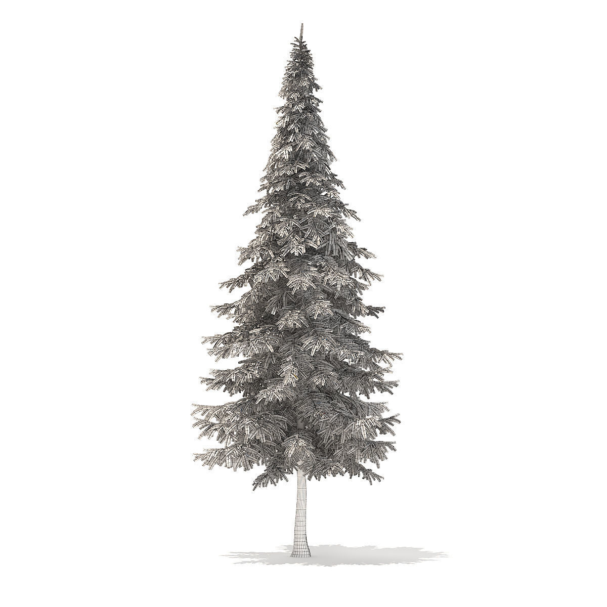 Fir Tree 10m 3D model_7