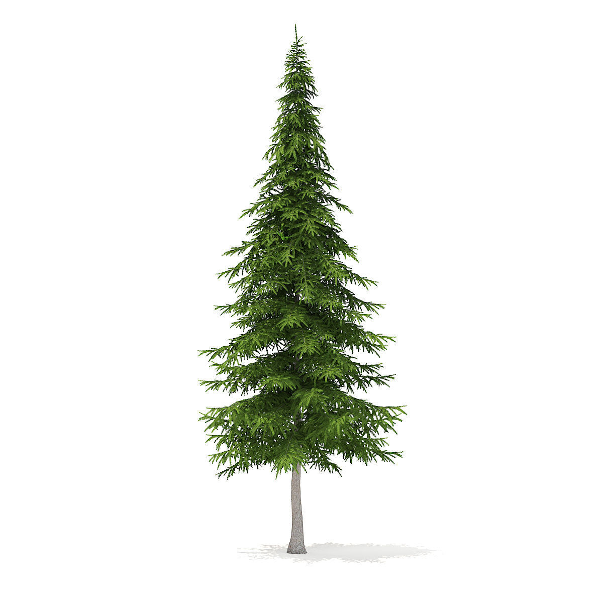 Fir Tree 10m 3D model_1