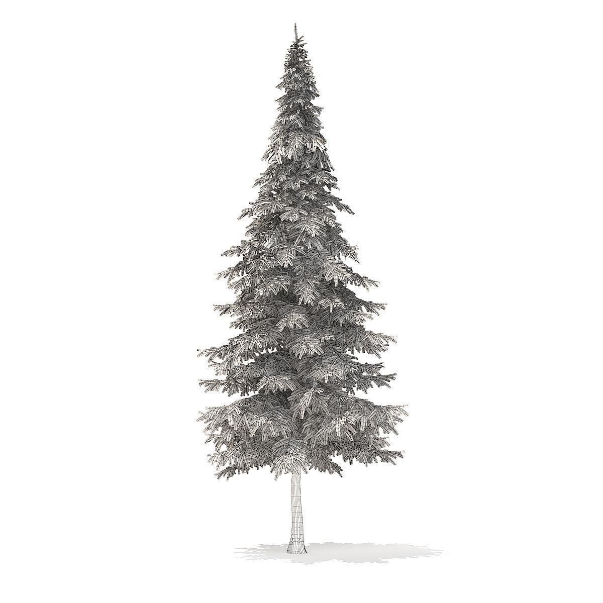 Fir Tree 10m 3D model_5