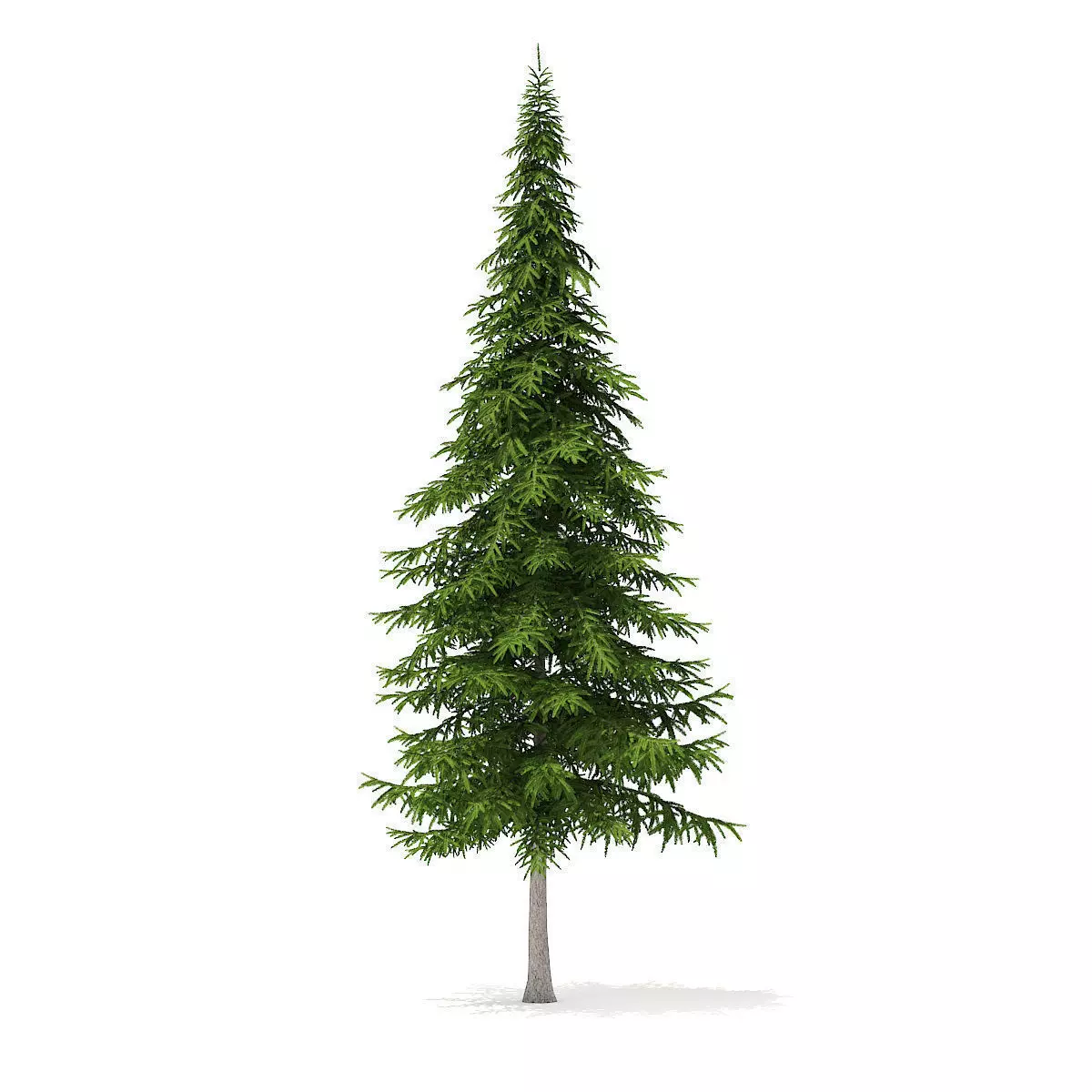 Fir Tree 10m 3D model_0