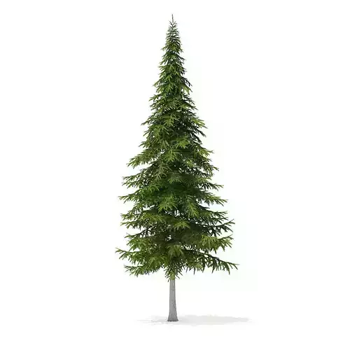 Fir Tree 10m