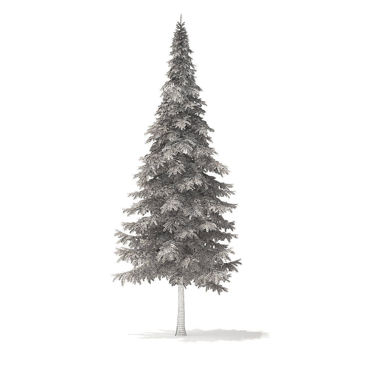 Fir Tree 10m 3D model_6