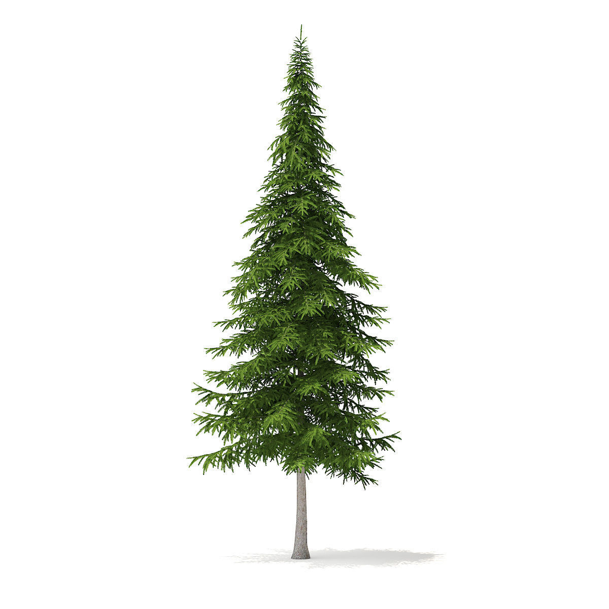 Fir Tree 10m 3D model_2
