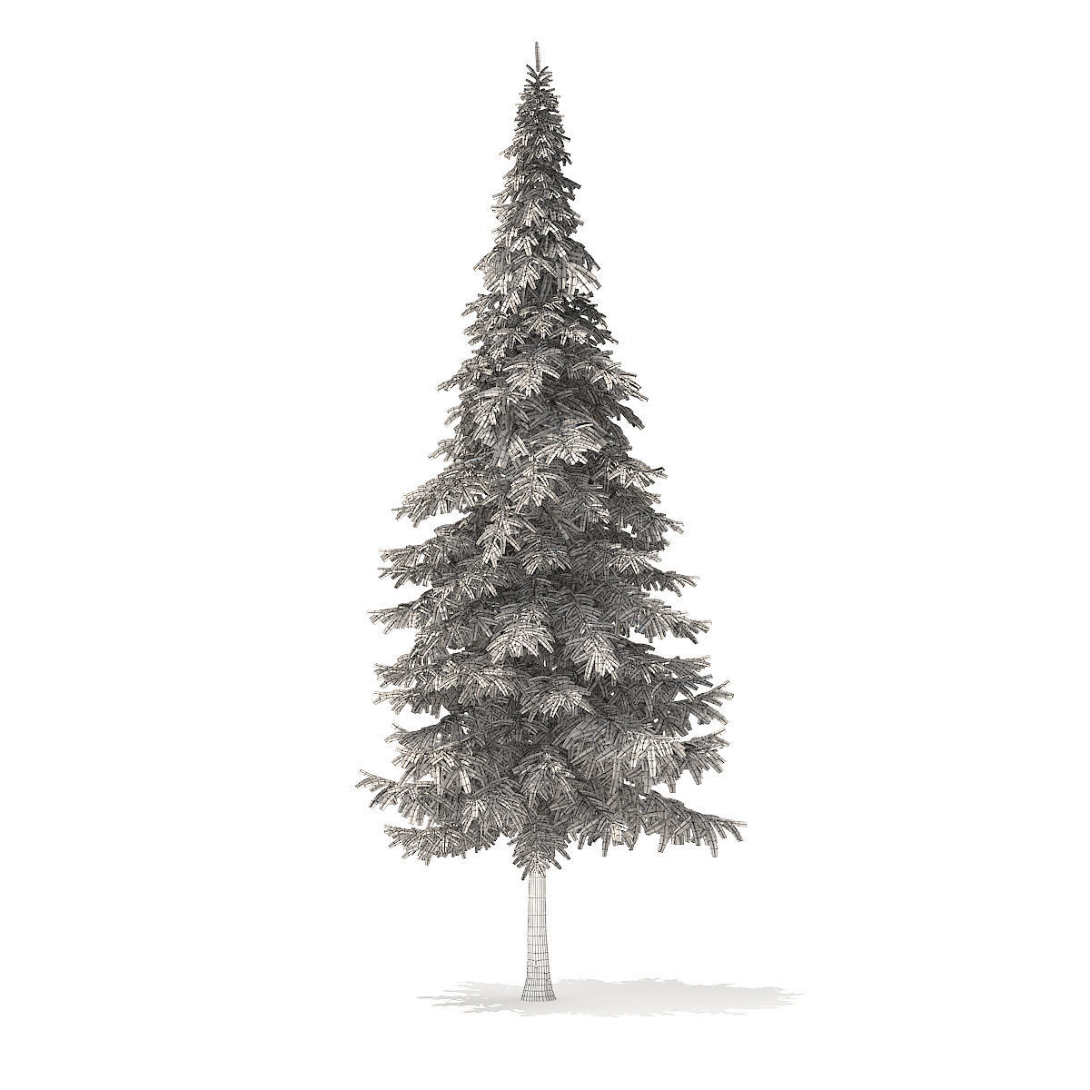 Fir Tree 10m 3D model_4