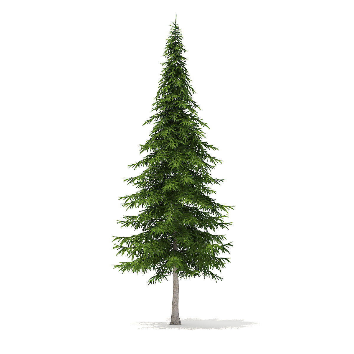 Fir Tree 10m 3D model_3