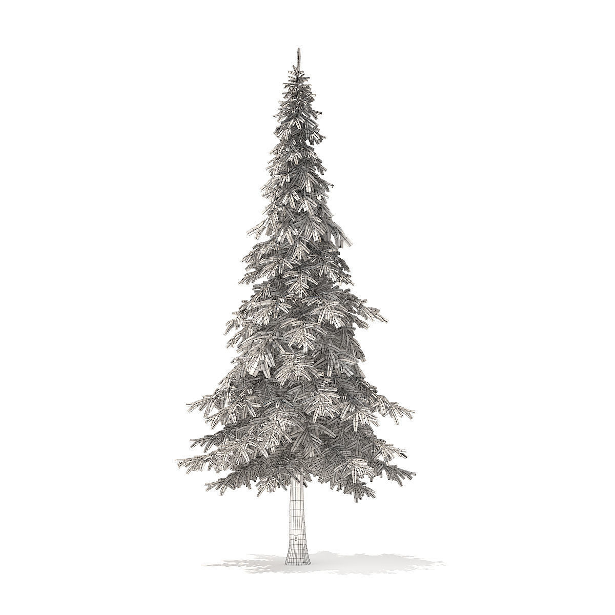 Fir Tree 7m 3D model_4