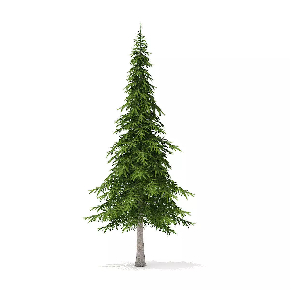 Fir Tree 7m 3D model_0