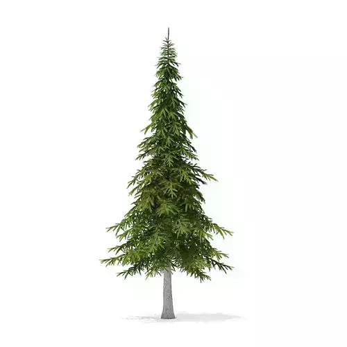 Fir Tree 7m 3D model