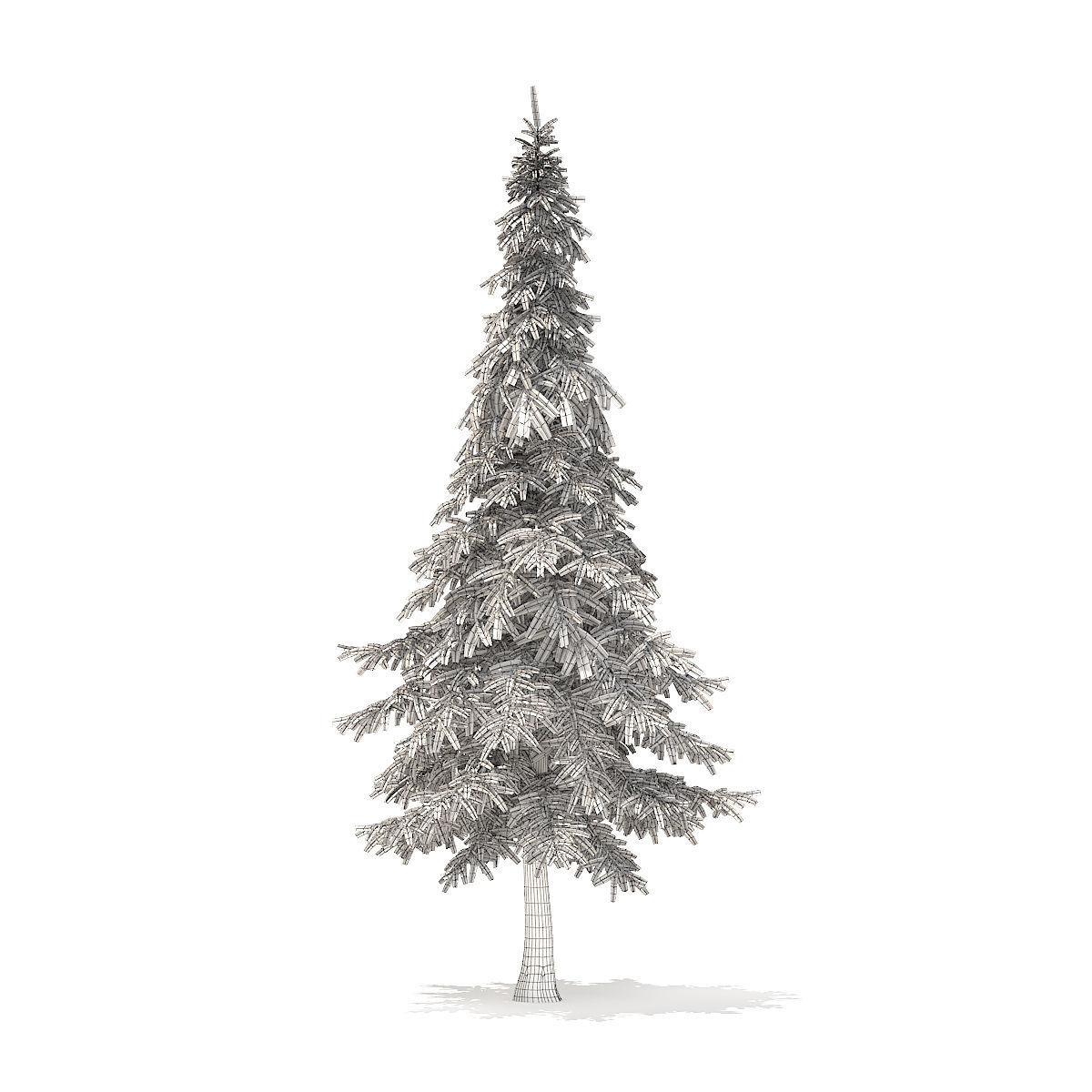 Fir Tree 7m 3D model_5