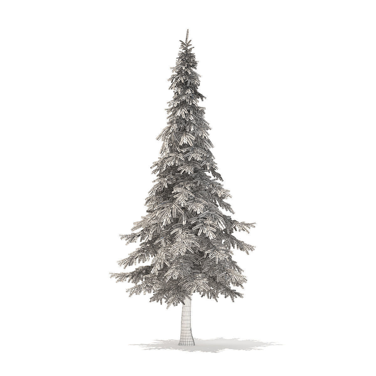 Fir Tree 7m 3D model_7