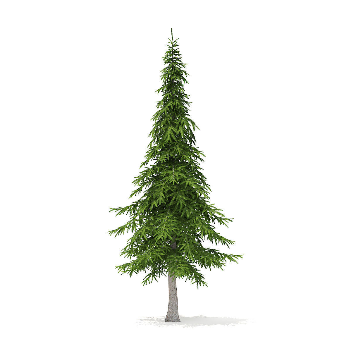 Fir Tree 7m 3D model_1