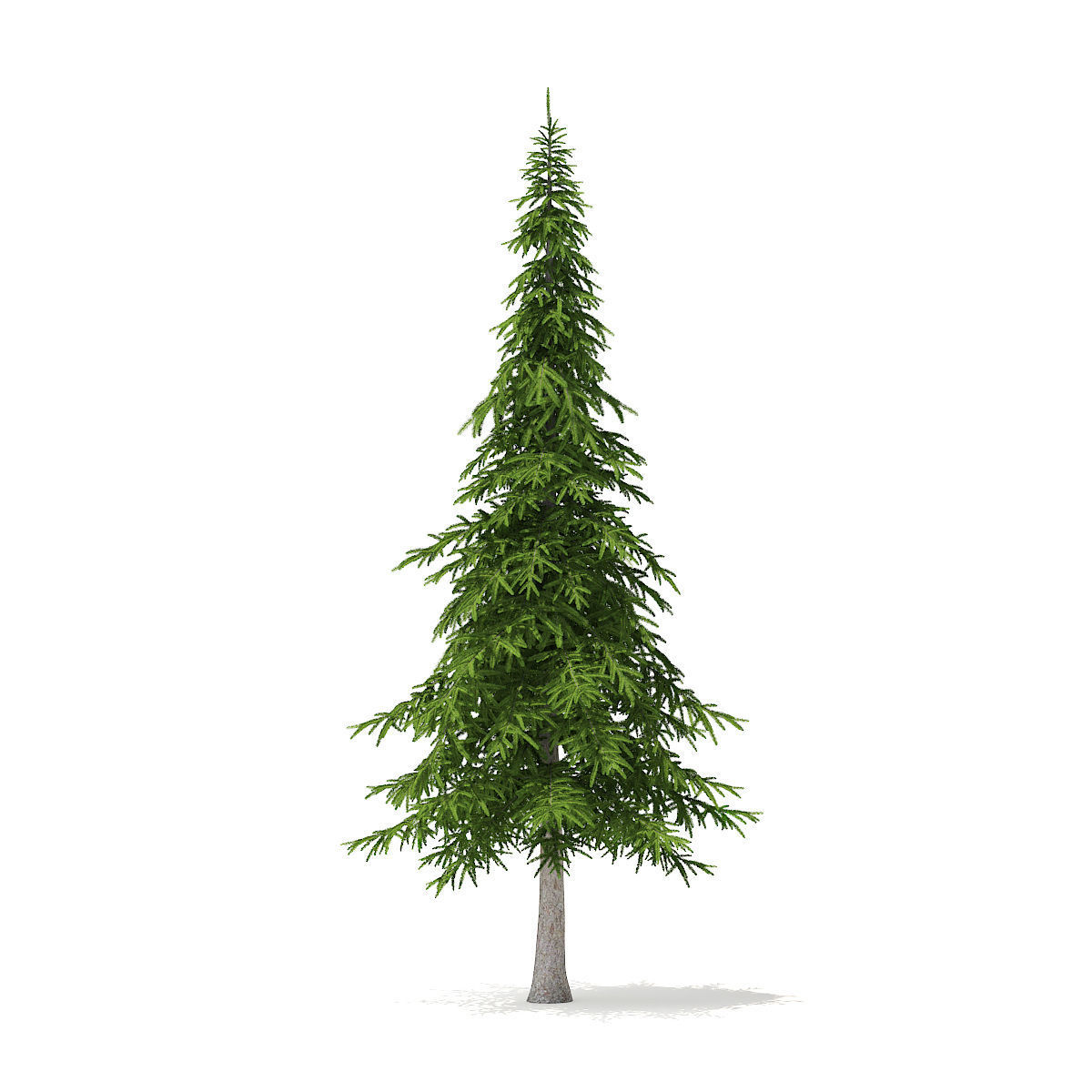 Fir Tree 7m 3D model_2