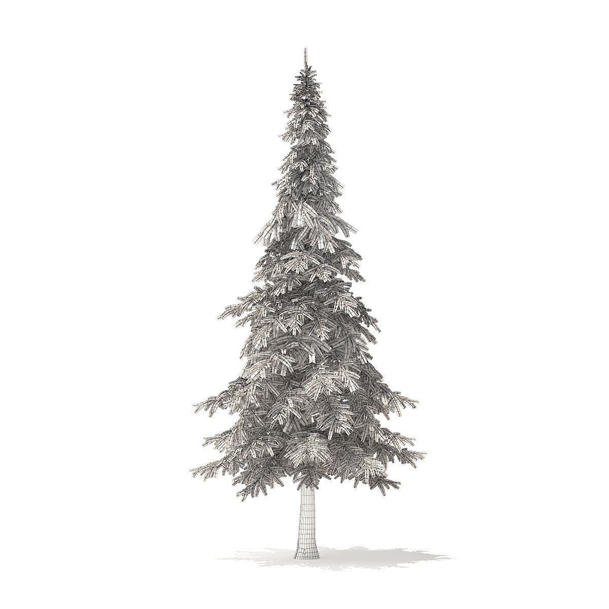Fir Tree 7m 3D model_6