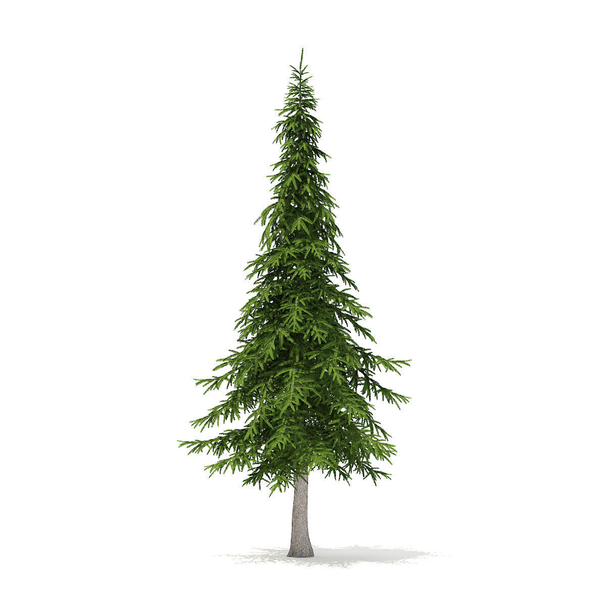 Fir Tree 7m 3D model_3