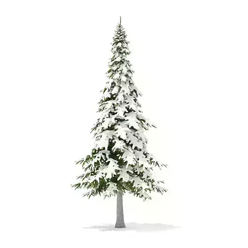 Fir Tree with Snow 7m